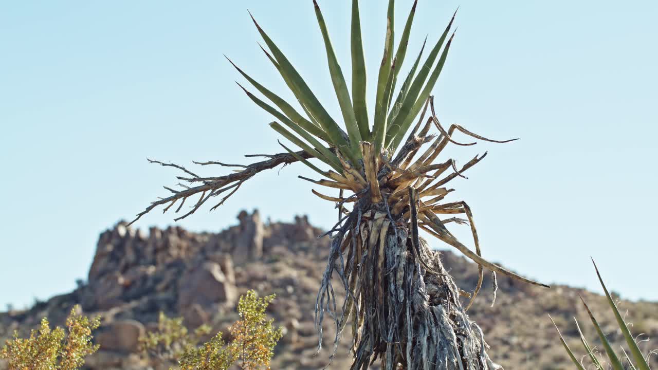 캘리포니아에 있는 조슈아 트리 국립공원 (joshua tree national park) 에 있는 고독한 나무, 배경에는 산이 있고 안정적인 영상입니다.