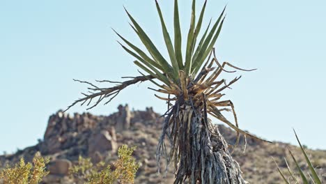 lone tree in the joshua tree national park in california with mountain in the background and stable video