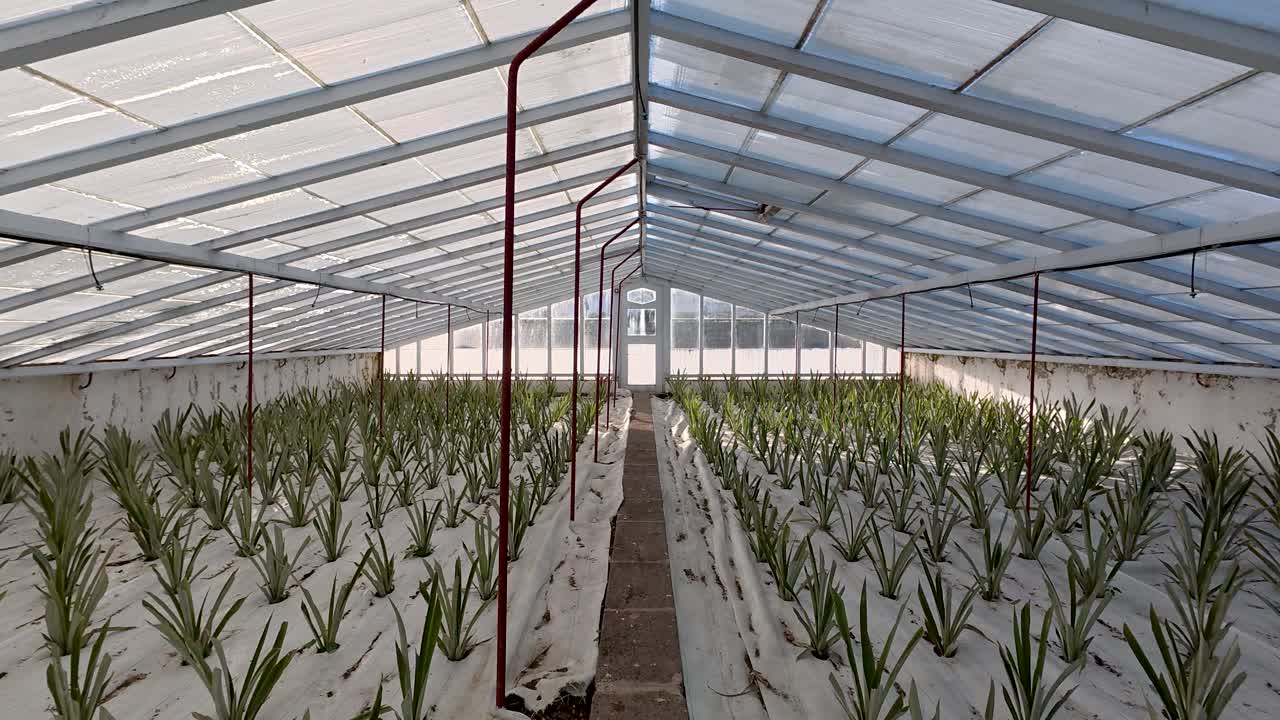 Massive greenhouse where pineapples plants are being cultivated, dolly shot
