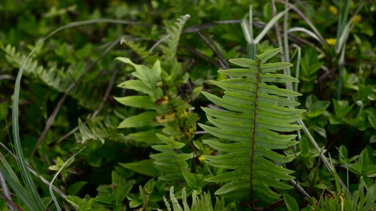 Slow motion orbit around tropical fern on base of dense vegetated forest