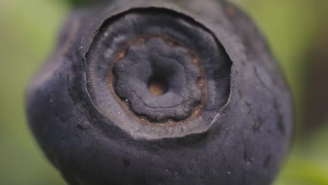 A-closeup-shot-of-a-blueberry