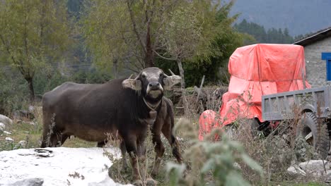 two water buffalo in a rocky field in nepal