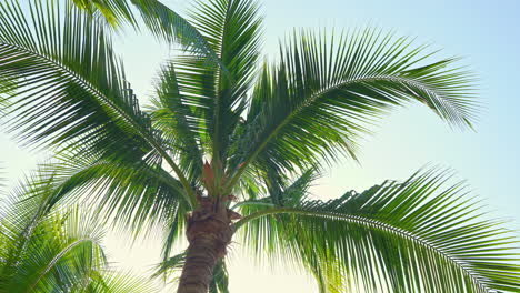 Low-Angle-View-Auf-Palme-Gegen-Den-Blauen-Himmel