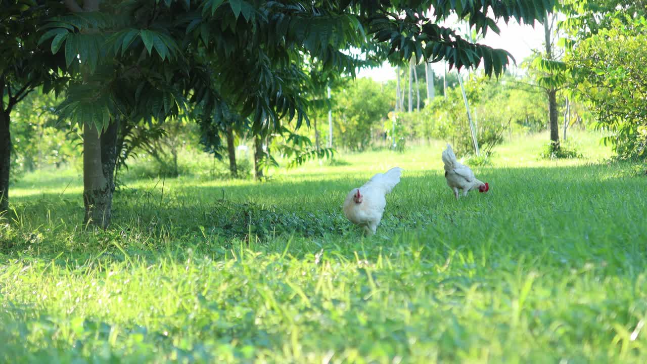 dos gallinas comiendo pollo, animales de granja