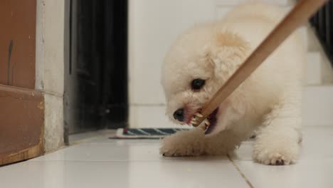 white toy poodle dog bites stick while playing indoors, closeup slomo