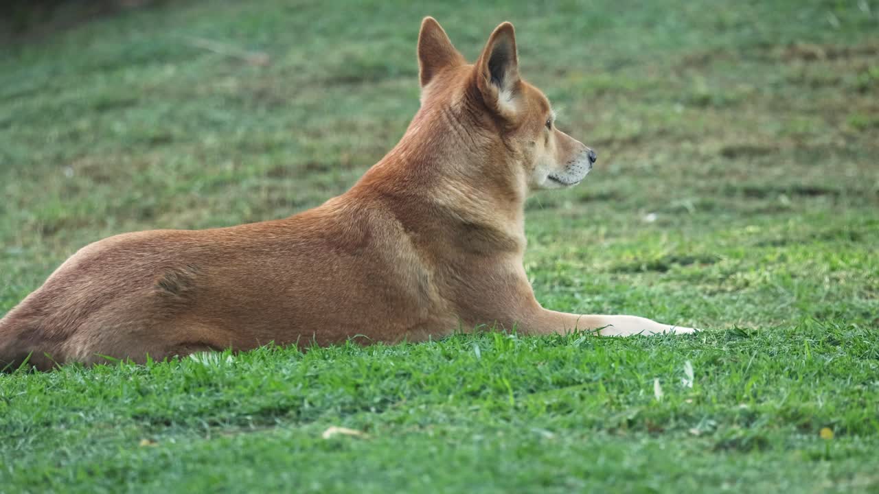 잔디 위에 누워있는 딩고가 주변을 둘러보고 있습니다.
