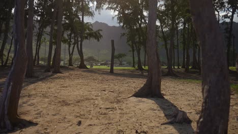 una toma de establecimiento de un bosque de arena