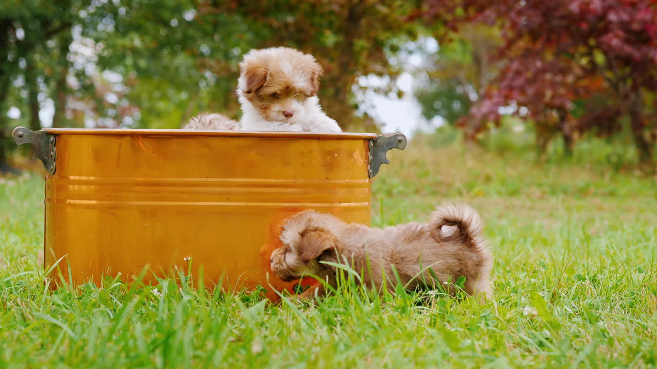 녹색 잔디밭에서 놀고 있는 재미있는 강아지들을 무리