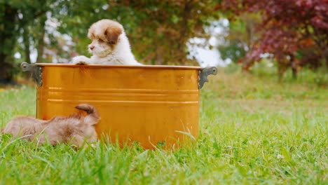 cachorros divertidos de cría jugando en un césped verde