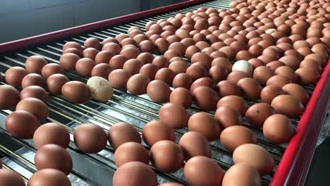 factory chicken egg production red chickens are seated in special cages linear perspective factory chicken egg production red chickens are seated in special cages linear perspective agribusiness company