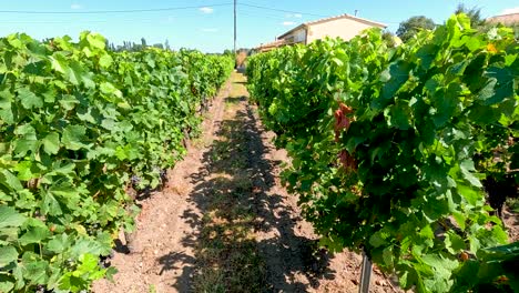 lush grapevines in a vineyard under clear skies