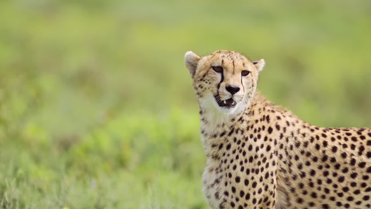 Slow Motion Cheetah Portrait Close Up in Africa in Serengeti National Park in Tanzania, Looking Around Alert and Watching the African Plains Scenery on African Wildlife Safari Animals Game Drive