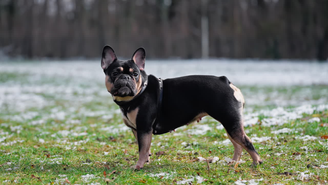 perfil de mascota de bulldog francés negro lindo triste desatada mirando alrededor de pie en el césped recortado cubierto de nieve en un parque - cámara lenta