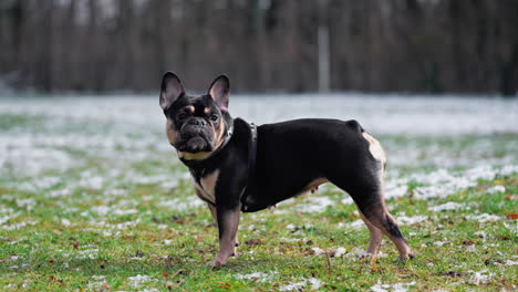 Profil-Einer-Entfesselten,-Traurigen,-Niedlichen-Schwarzen-Französischen-Bulldogge,-Die-Sich-Auf-Einem-Schneebedeckten,-Beschnittenen-Rasen-In-Einem-Park-Umschaut---Zeitlupe