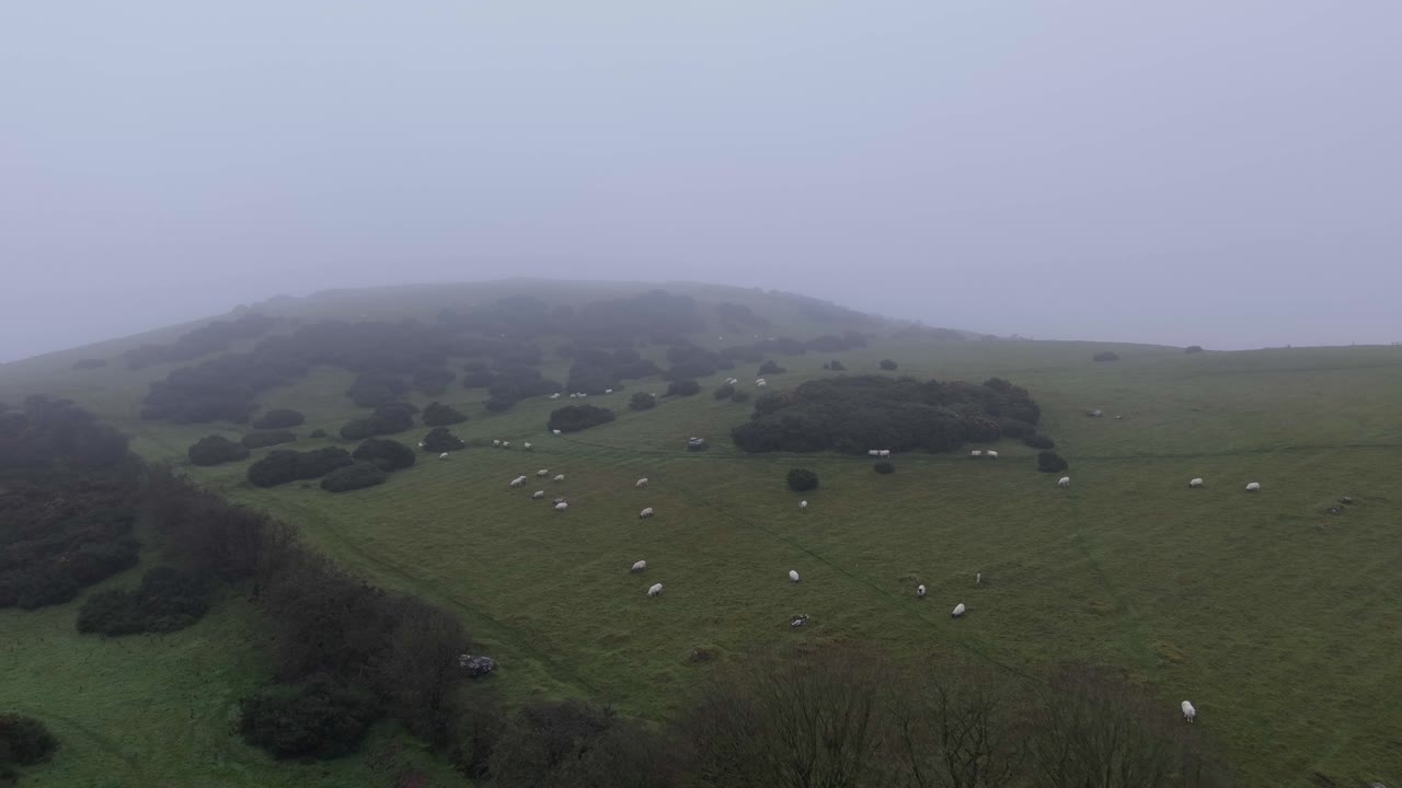 Green farmland with sheep grazing during winter in Ireland, calm and serene atmosphere