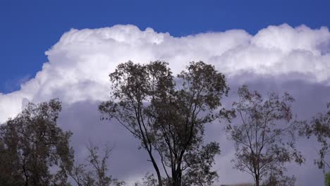 las nubes tormentosas se forman detrás de los árboles a medida que se acerca una tormenta en esta toma de lapso de tiempo