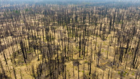 aerial view of a burnt forest after a wildfire