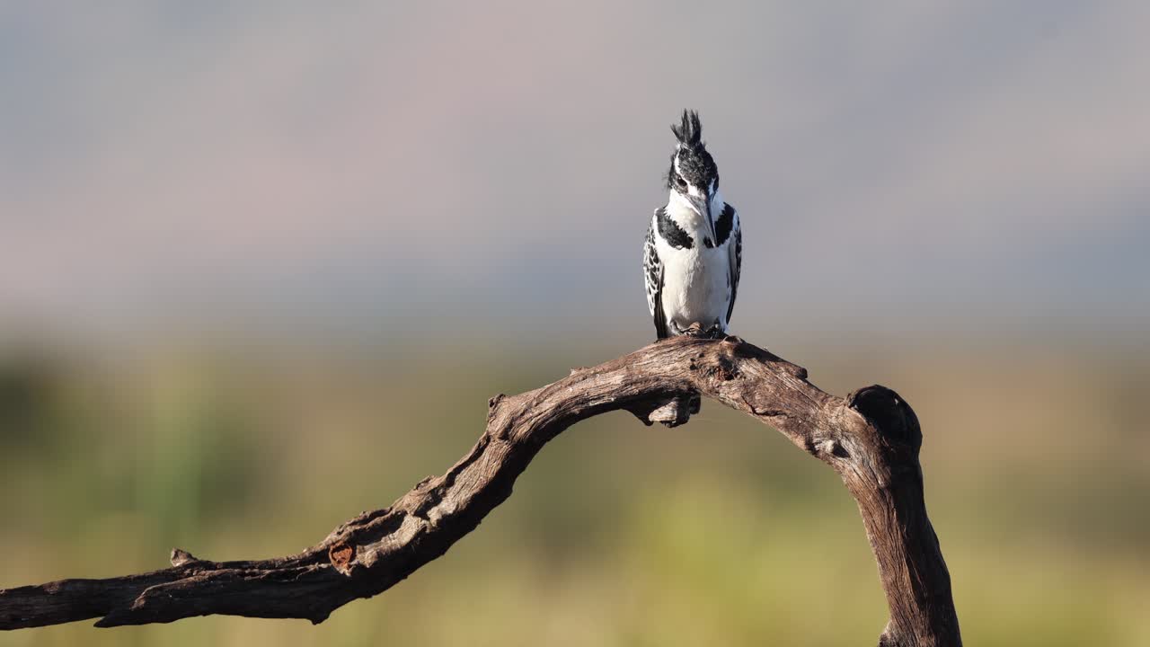 Dramatic BW Pied Kingfisher sits on branch with defocused background