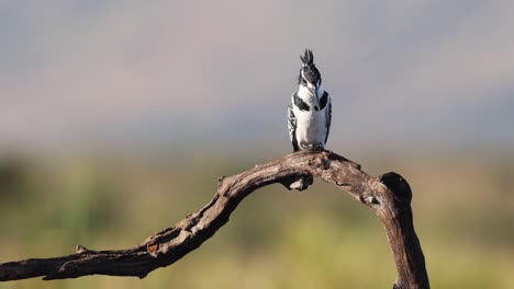 dramatic bw pied kingfisher sits on branch with defocused background