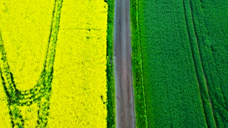 aérea sobre un campo amarillo maduro de colza en noruega