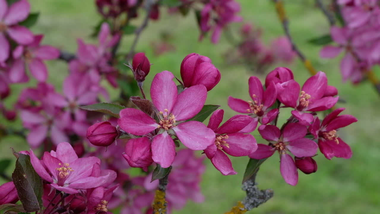 Close up of a tree branch with pink flowers in full bloom in the park
