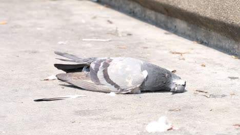 homing pigeon lying lifeless on the ground on a bright windy day - closeup shot