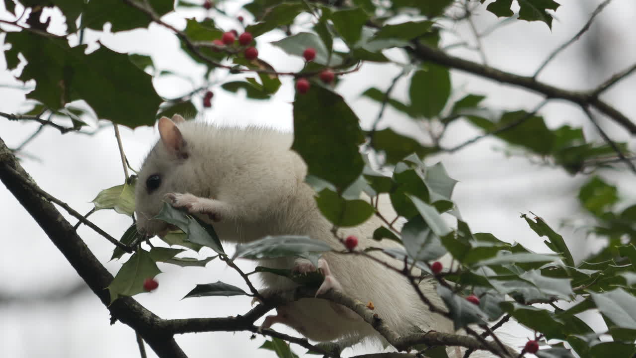 ardilla blanca de brevard sentada en una rama recogiendo y comiendo bayas de acebo rojo