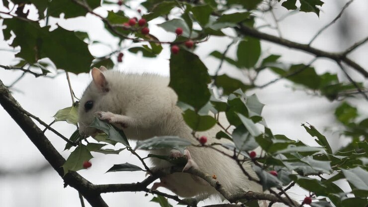 Scoiattolo bianco di Brevard seduto su un ramo che raccoglie e mangia bacche rosse di agrifoglio