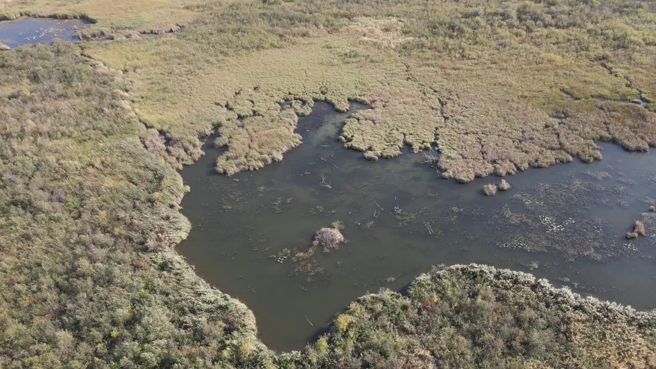 Drone flying very slowly forward above a beaver pond set in a large marshy area.  A strong wind is moving the grasses in the marsh.