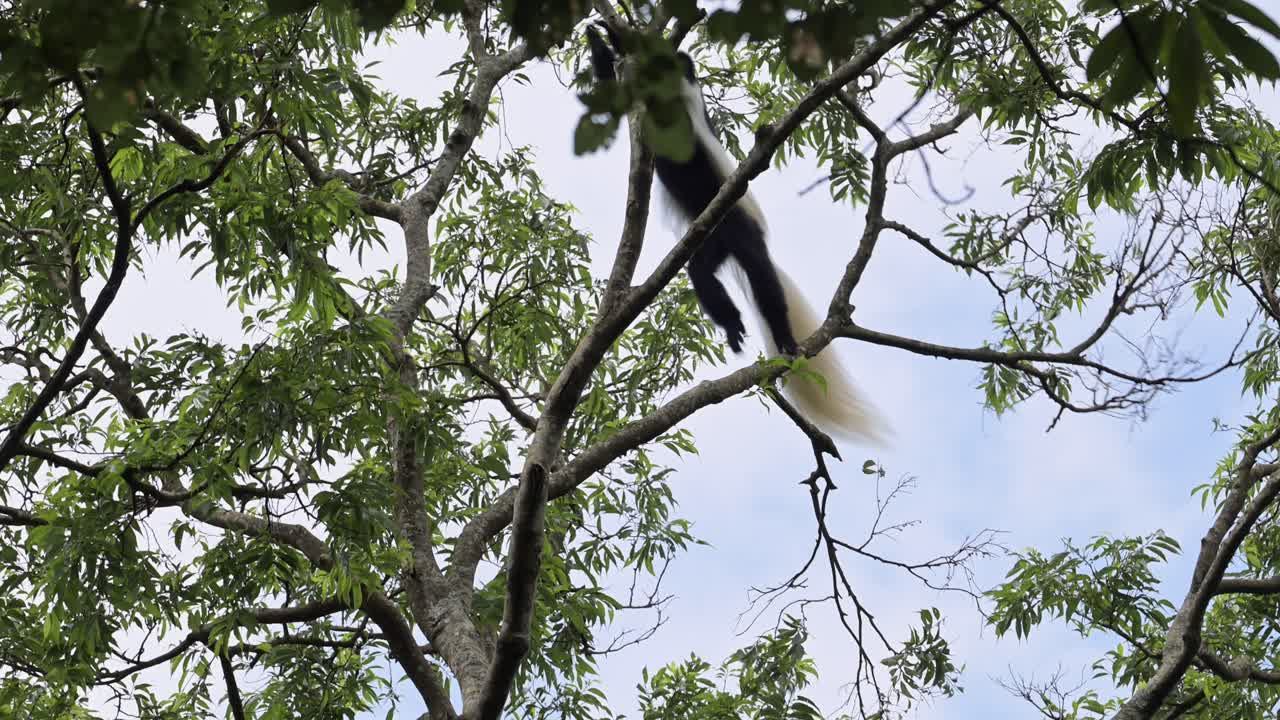 mono en cámara lenta saltando en los árboles del bosque en áfrica, monos colobus blancos y negros en el parque nacional de kilimanjaro en tanzania en un safari de vida silvestre africana, saltando en el aire entre las ramas