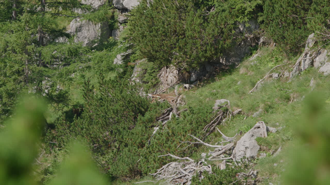 Herd of Chamois walking and grazing high up in the mountains