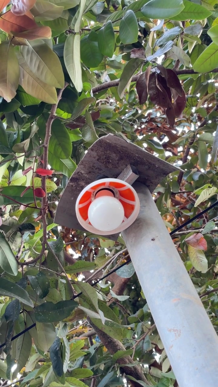 Outdoor Light Bulb Mounted on Pole Surrounded by Green Tree Leaves