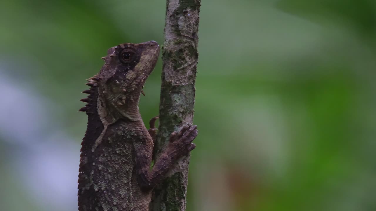 숲의 어 ⁇  속 깊은 곳에서 오른쪽을 바라보면서 이 칼로테를 확대해 보세요. 태국의 스케일-벨리드 나무 도마 ⁇  아칸토사우라 레피도가스터