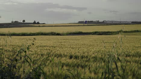 Campo-De-Trigo-Dorado-Meciéndose-En-La-Brisa,-Paisaje-De-Jerez-De-La-Frontera,-España