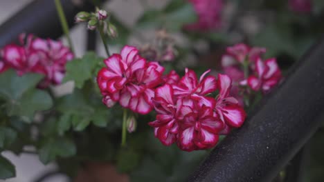 colorful flowers in the church garden