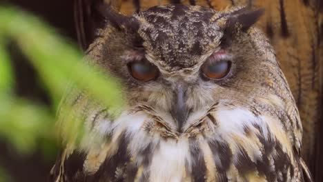 Eurasischer-Uhu-(Bubo-Bubo)-Aus-Nächster-Nähe.