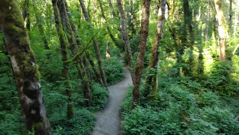 Aerial-Dolly-Moving-Forward-through-trees-above-hiking-trail