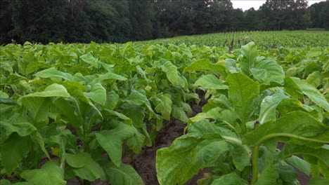 cultivo de tabaco en un campo en el sur del condado de orange, carolina del norte