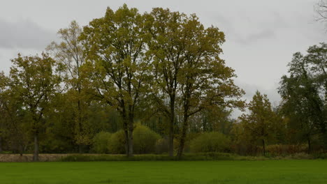 Ein-Eindruck-Der-Naturfarbszene-Im-Herbst,-Fallende-Blätter-Auf-Den-Straßen