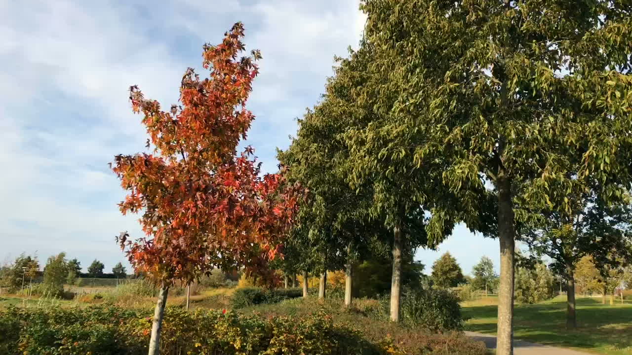 árboles de otoño meciéndose en el viento