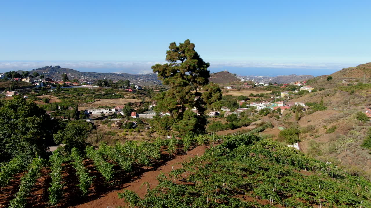 Vineyard fields: aerial view in a circle over cultivated fields and a beautiful tree in the scene