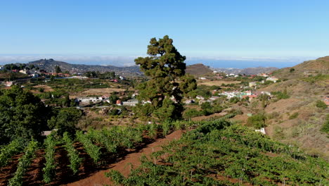 Campos-De-Viñedos:-Vista-Aérea-En-Círculo-Sobre-Campos-Cultivados-Y-Un-Hermoso-árbol-En-La-Escena