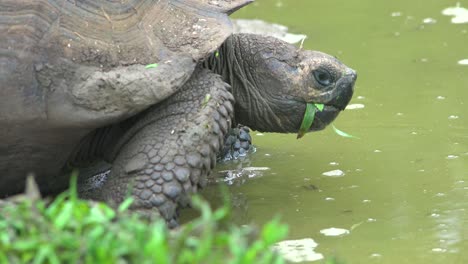 Una-Tortuga-Terrestre-Gigante-Bebe-Agua-Dulce-De-Un-Estanque-En-Las-Islas-Galápagos-Ecuador-1