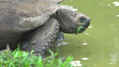 una tortuga terrestre gigante bebe agua dulce de un estanque en las islas galápagos ecuador 1