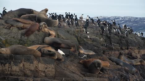 A-large-harem-of-fur-seal-conviving-with-a-rookery-of-magellanic-cormorants