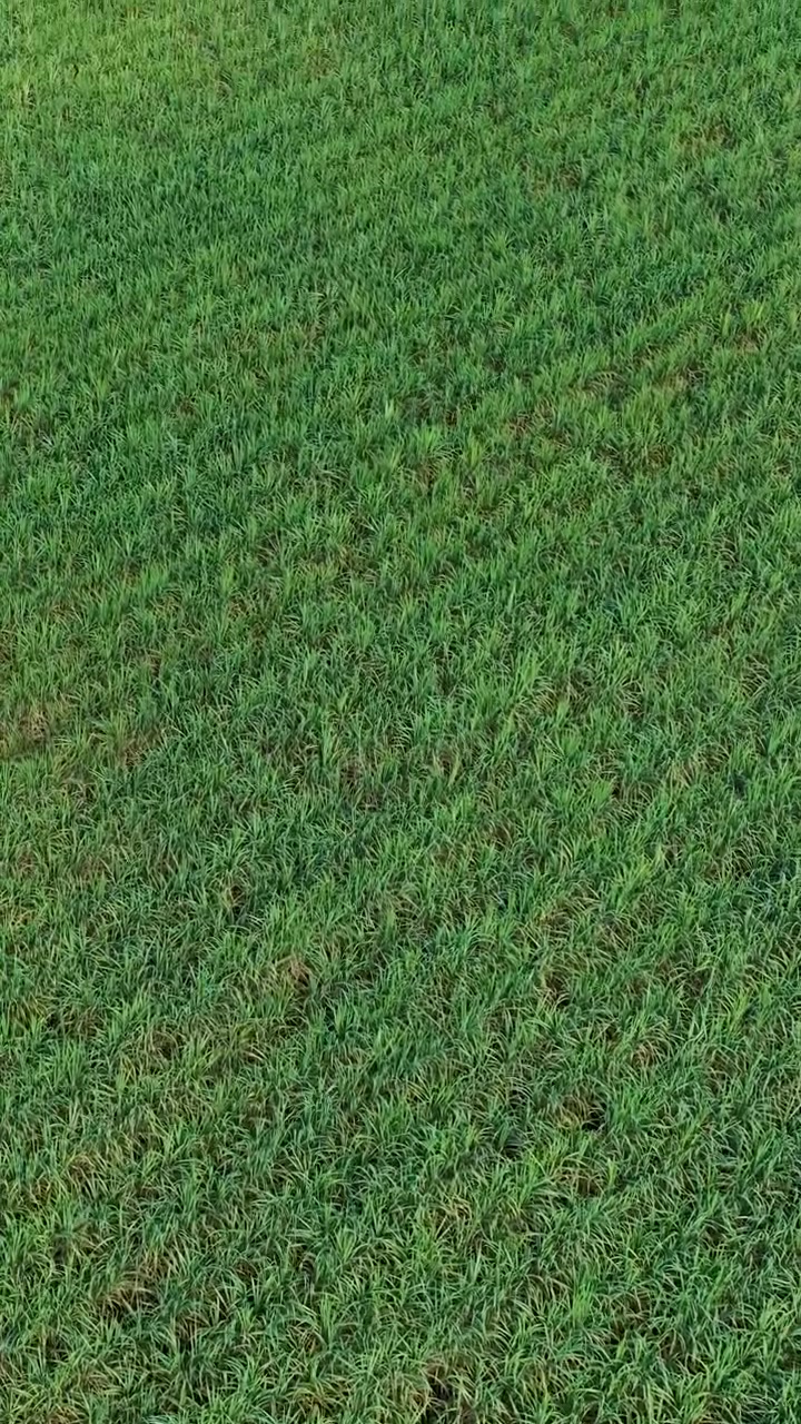 Un dron captura una perspectiva cenital de un vasto campo verde de yuca bajo la luz solar tropical.