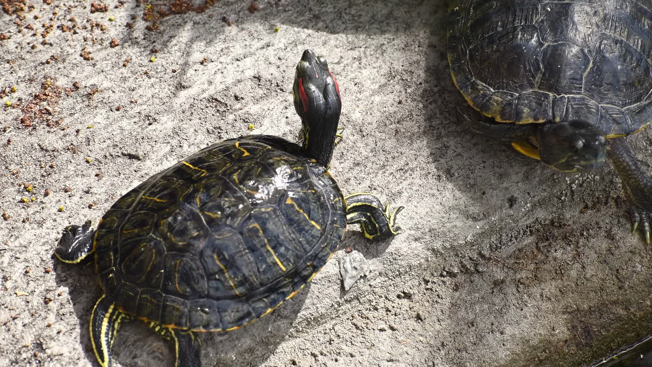 Two interesting turtles looking at the video camera