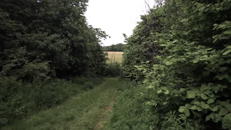 Natürlicher-Wanderweg-Im-Wald,-Der-An-Ein-Feld-Anschließt