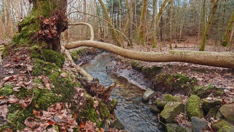 river in the forest. 4k.60fps