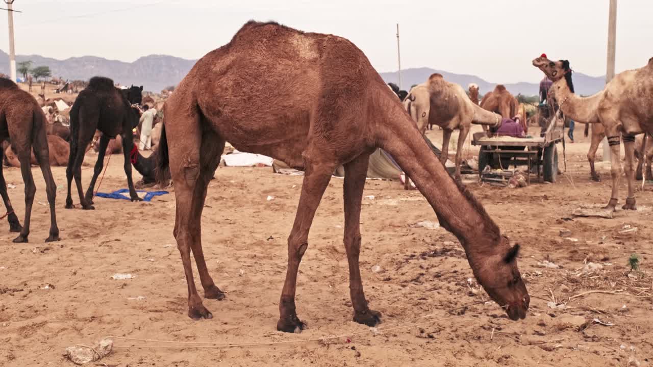 los camellos en pushkar mela el festival de la feria de camellos en el campo comiendo masticando. pushkar, rajasthan, india